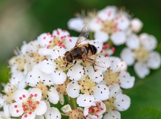 The bee collects nectar on the blossoming bush of chokeberry.