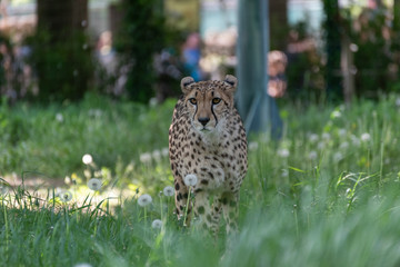 Leopard, Katze