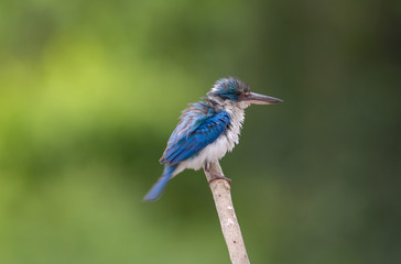 Collared Kingfisher; Todiramphus chloris