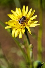 Biene auf gelber Blüte (Topinamburblüte)