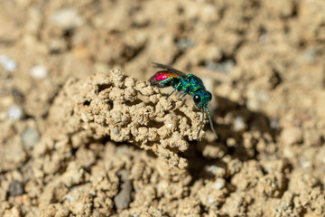Cuckoo Wasp (Chrysura refulgens) trying to lay it's eggs in a potter wasp's nest.