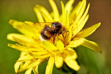 Biene auf gelber Blüte (Topinamburblüte)