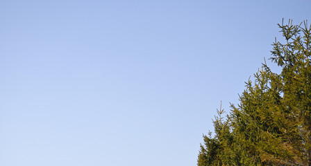 常緑　空　素材