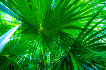 Obraz na płótnie Canvas Palm leaves, northern Mediterranean, sunny, late spring