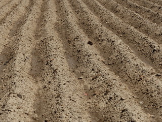 TIERRA PREPARADA PARA SU CULTIVO