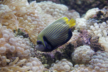 Imperator-Kaiserfisch (Pomacanthus imperator)