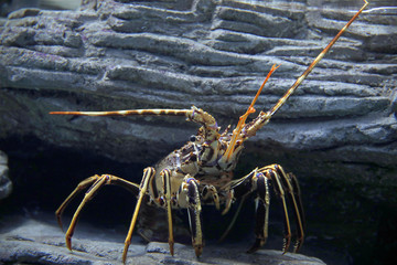 Langusten (Palinuridae) Schalentier