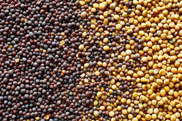 Gelber und schwarzer Senfsaat, bildfüllend; Senfsamen;