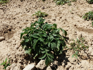PLANTACION DE PATATAS