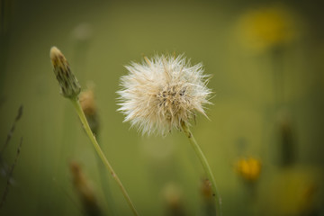 Flying seeds, wild flower, Patagonia