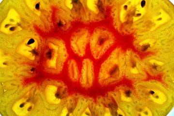 Scheibe einer aufgeschnittenen Tomate, Durchsicht