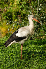 oiseau cigogne 