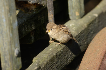 oiseaux moineaux