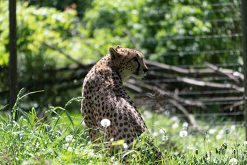 Leopard, Katze