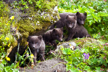 Naklejka premium Arctic Fox, Hornstrandir, Iceland