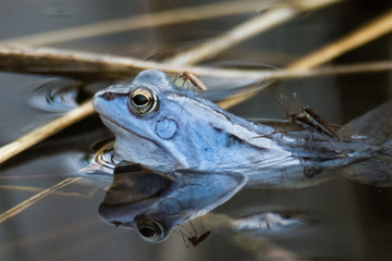 Moor frogs in blue color at mating season