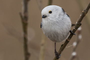 Fototapeta premium long-tailed tit Aegithalos caudatus