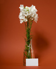 bellflower in a vase on brown background