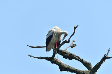 white stork high on the trees  in the nest
