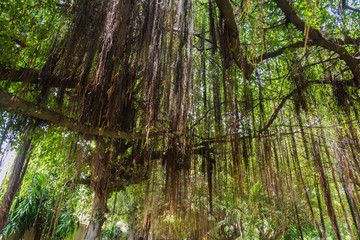 Obraz premium Branches of a tall gigantic banyan tree are spread wide creating shade and help protect heat from the sunlight.