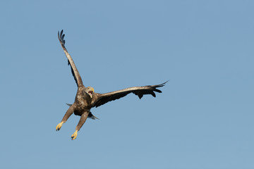 Eagle in Flight and Calling