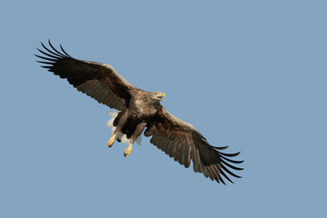 Fototapeta na wymiar Eagle in Flight and Calling