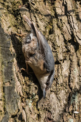 Eurasian or wood nuthatch Sitta europaea
