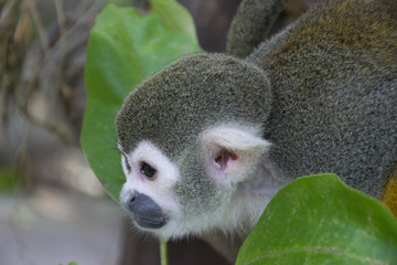Skull monkey in close-up