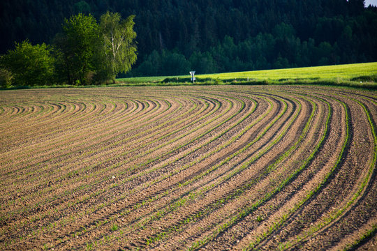 freshly picked acres