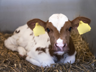very young red and white calf with big eyes lies in straw inside barn © ahavelaar