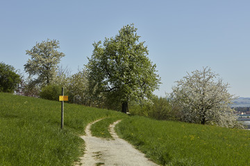 Bluehenden Baueme in Bodensee landschaft