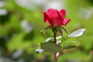 Red Rose Bud Opening in Garden
