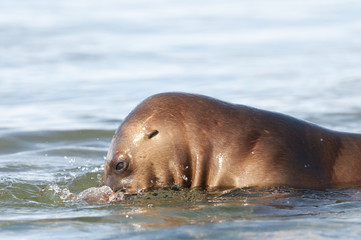 Obraz premium Sea Lion pup , Patagonia Argentina