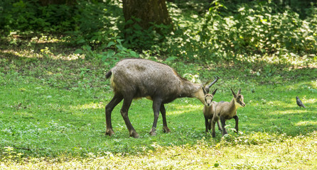 Obraz na płótnie Canvas Chamois with child at the edge of the forest. Karlsruhe, Germany, Europe.