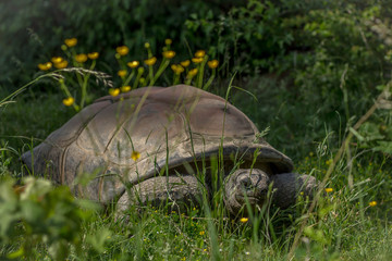 Turtle in Nature, Europe