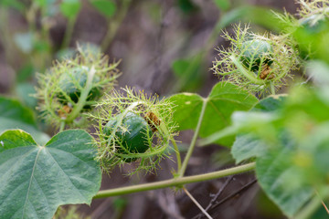 Passiflora foetida fruits in forest.
