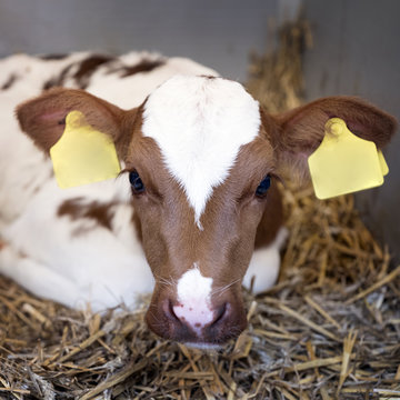 very young red and white calf with big eyes lies in straw inside barn
