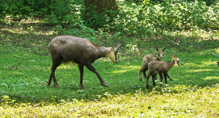 Chamois with child at the edge of the forest. Karlsruhe, Germany, Europe.