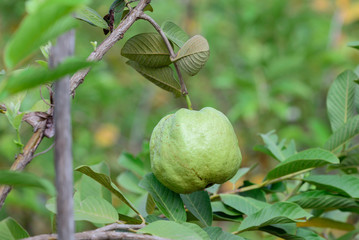 Green guava hanging on tree.
