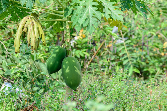 Papaya fruits in plantation.