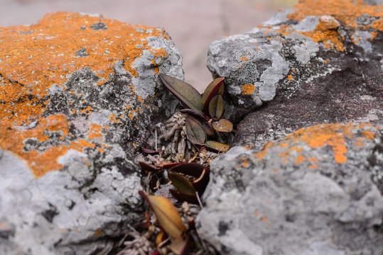Wild orchid growing on stone in forest.