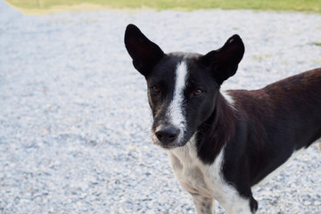 Domestic dog looking to camera.