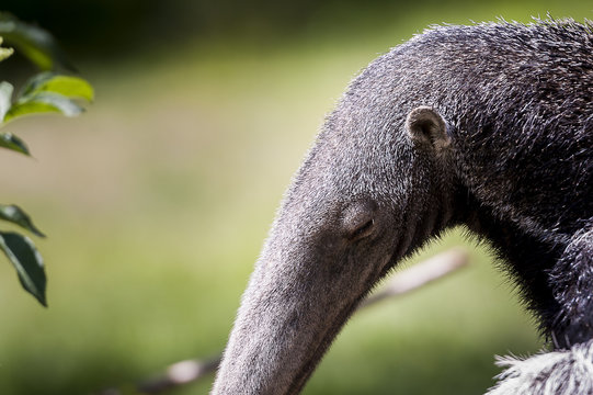 Portrait glose up grand fourmilier tamanoir en train de manger