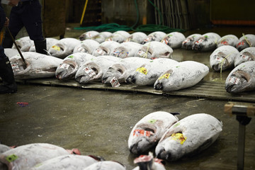 Tsukiji fish market 
