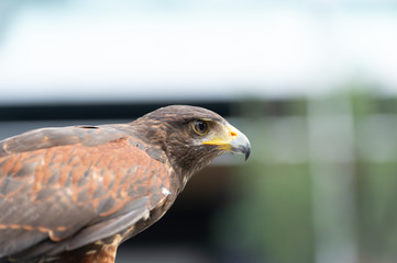 The isolated portrait of hawk