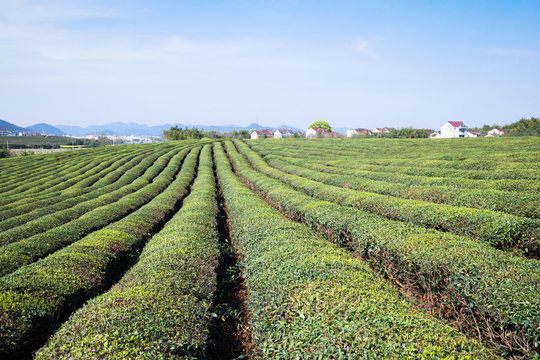 Green tea garden on the hill,china