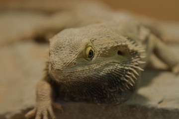 close-up photo of a Bearded Dragon under a heat lamp