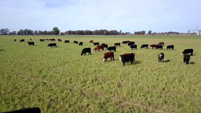 Grazing cattle on pastures aerial view