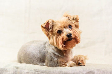 studio portrait of a Yorkshire terrier