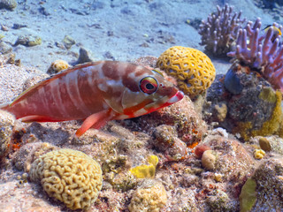 Fototapeta na wymiar Diving in underwater coral reef world